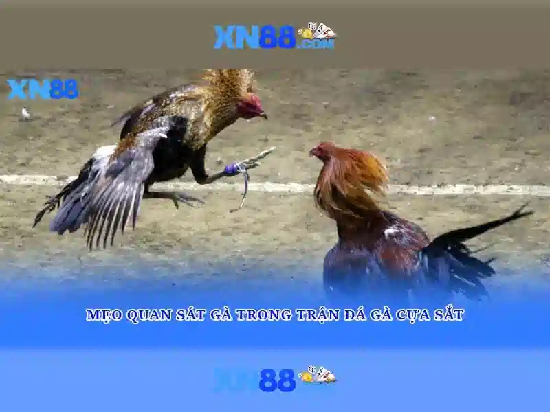 💎phan văn vĩnh đánh bạc💎