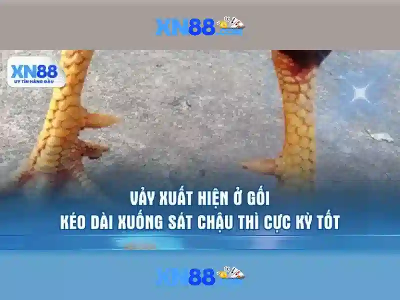 💎nhà cái top ahbd💎