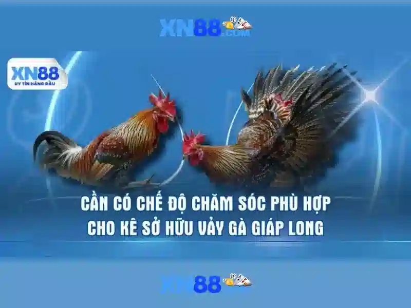 💎mẹo cá cược💎