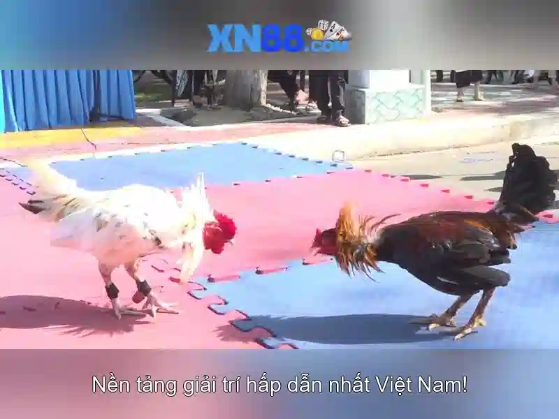 💎vụ đánh bạc ở triệu sơn thanh hóa💎