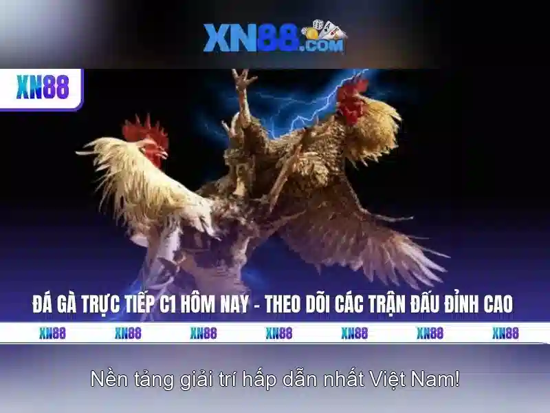 💎2bong nha cai💎