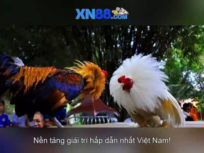 💎bài đánh giá về che hang bac💎